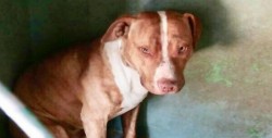 Pitbull ataca y le arranca oreja a ladrón