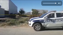 Cabezas encontradas en Mazatlán eran de borrego