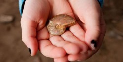 Niña de 6 años encuentra fósil de 65 millones de años de antigüedad en EU