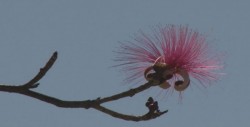 Flor de Carolina, árbol ornamental y de beneficios médicos