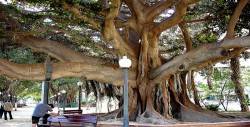 Mujer se "casa" con árbol centenario de Florida para evitar que lo talen