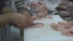 Recomiendan no comer pescados y mariscos crudos