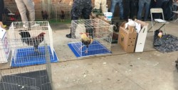 Aseguran 60 gallos de pelea en León, Guanajuato