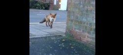 #Video ¡No podrás creer lo que este zorro le quitó a la persona que lo grababa!