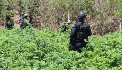 Destruyen plantíos de mariguana cerca de Escamillas
