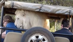 León blanco salta a camioneta y asusta a turistas