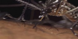 Casos de dengue a la baja en Sinaloa