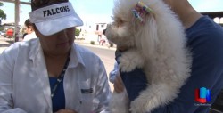 Invitan a vacunar mascotas