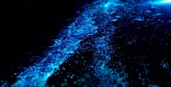 Como sacadas de un sueño: playas bioluminscentes en México