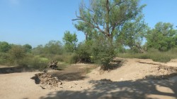 Denuncian ecocidio en ribera del Río Fuerte