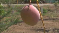 Se adelanta cosecha de mango