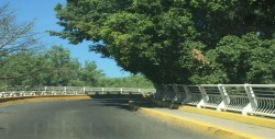Impide paso peatonal, ramas en puente Teófilo Noris