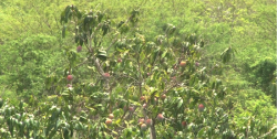 Mal año para la producción de mango: Cobalpe