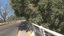 Ramas obligan a bajar de la banqueta a petaones