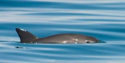 México amplía el área de protección para la vaquita marina