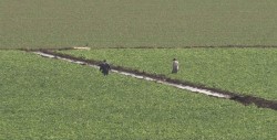 Inseguridad no ha afectado al campo