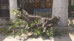 Poda de árboles ciudadanos deben tener permiso