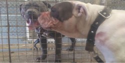 Muere niño atacado por dos pitbulls en Chimalhuacán
