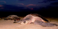 Concluye temporada de anidación de tortugas golfinas