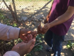 Se toman muestras de sangre a ciudadanos