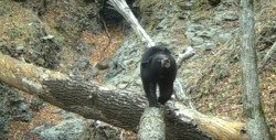 #Video ¡No podrás creer lo que este oso hizo con una cámara de video!