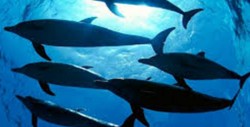 #Video:  Grupo de delfines nadan en fila, uno de ellos golpea a un surfista