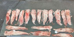 MARINA aplica operativos contra el tráfico de totoaba