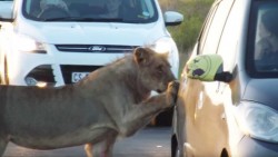 #Video Una leona intenta abrir la puerta de un coche de turistas