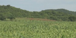 Urgen apoyos a productores de temporal
