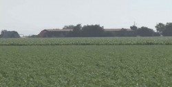 Productores venderán directamente garbanzo en España