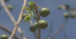 Llega la temporada de ciruela en Sinaloa