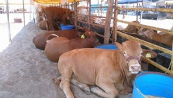 Ganaderos impulsan planta procesadora de alimento