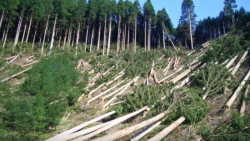 Necesaria la Procuraduría Ambiental de Sinaloa