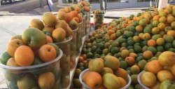 Inicia la venta de ciruelas