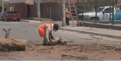 Caída de árbol deja sin electricidad a sector de la Zapata