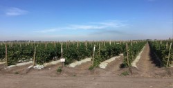 CESAVESIN hace un llamado a los productores hortícolas