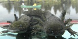 Ajolote de Xochimilco podría desaparecer