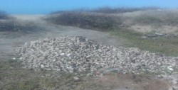 Productores Ostrícolas piden a COEPRISS haga verificaciones