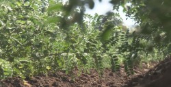 Productores de garbanzo venderán producción en España