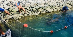 Rescatan a lobo marino que deambulaba en Cabo San Lucas