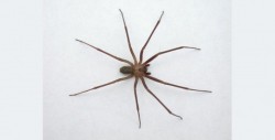 Consejos para prevenir la presencia de la araña violinista en casa