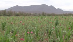 Sequía le "pega" a productores de drogas
