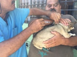 Activa Unidad Médica Veterinaria