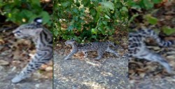 Rescatan y reintegran a su hábitat un ocelote y dos linces