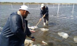 Productores de moluscos desmienten acusaciones