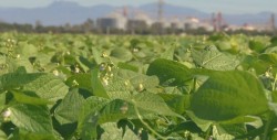Del 70% de las toneladas de frijol esta garantizado el pago