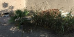 Una palmera y árbol de navidad permanecen juntos en un canal