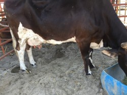 Inicia concurso de la "Vaca Lechera"