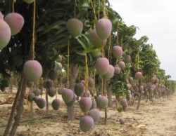 Robo hormiga de mango afecta a productores