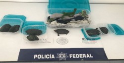 Aseguran tortugas e iguanas en aeropuerto de Mérida